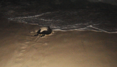 Bird Island, Seychelles – wild and wonderful