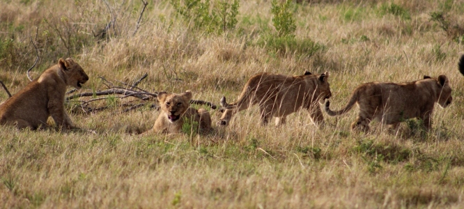 Kariega Game Reserve, 5 star!